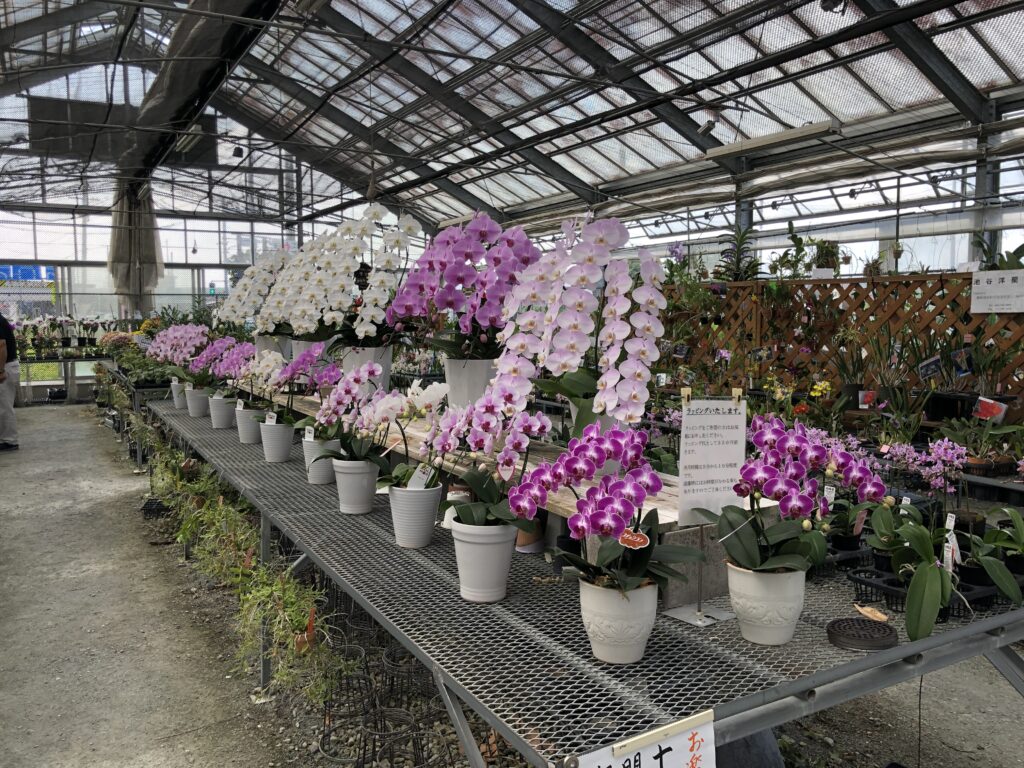 秋の洋蘭園めぐり