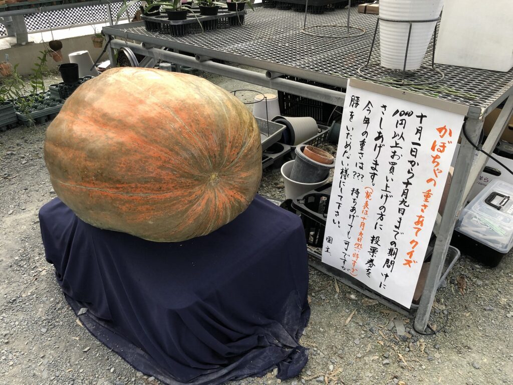 秋の洋蘭園めぐり