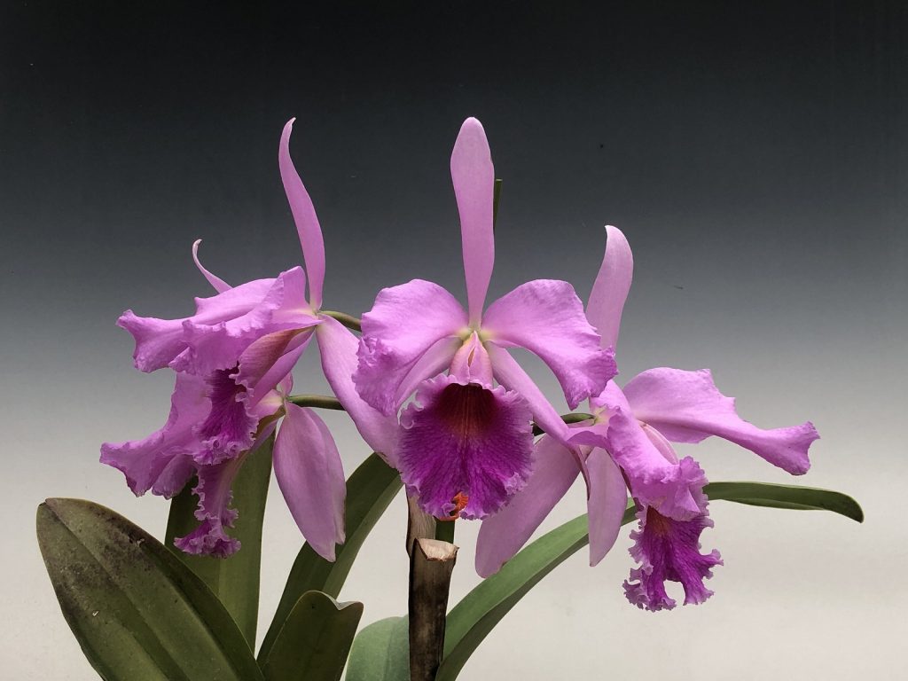 Cattleya Mystery Zone '0001'