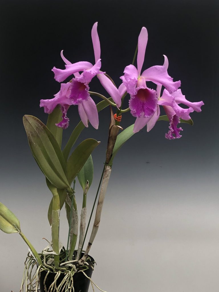 Cattleya Mystery Zone '0001'