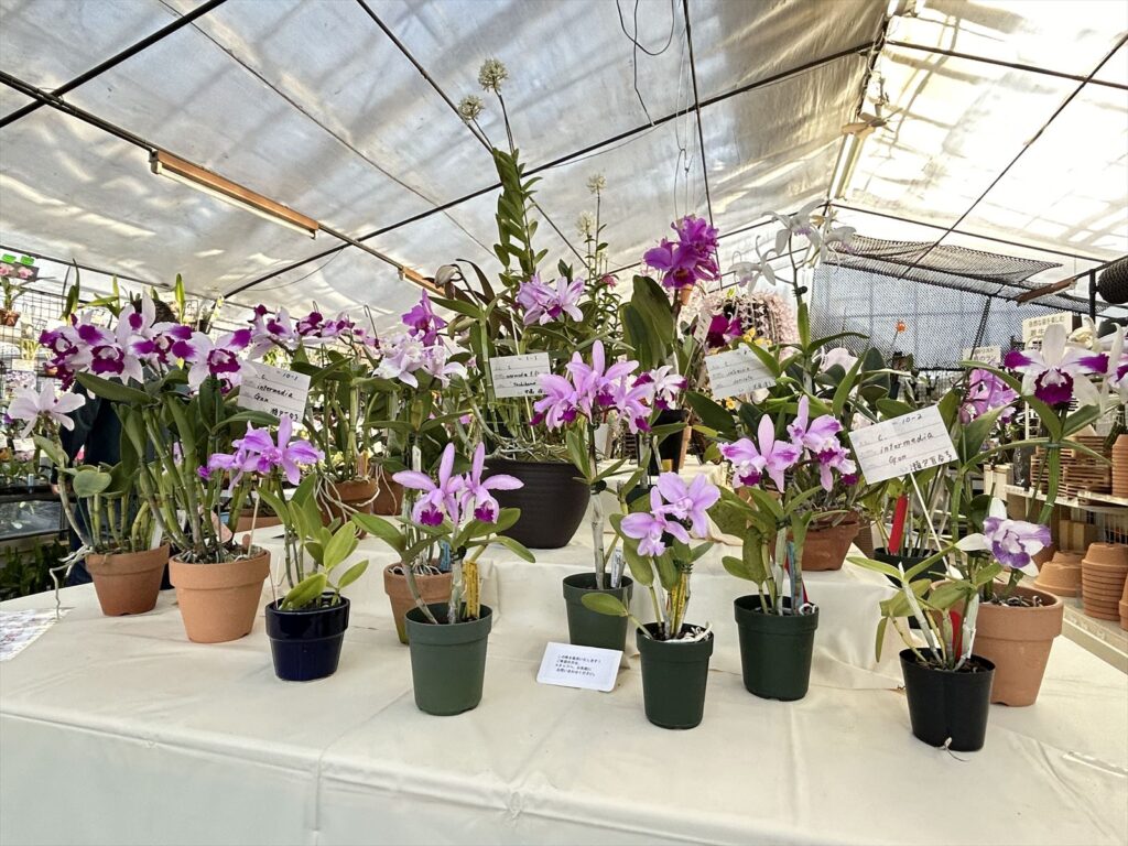 カトレヤ　インターメディアと春の蘭展示会 2024の様子 -Cattleya intermedia and Spring Orchid show 2024-