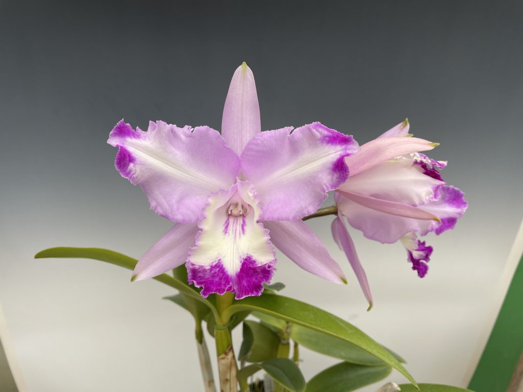 当園実生紹介－#5850 <i>Cattleya</i> Claradiana