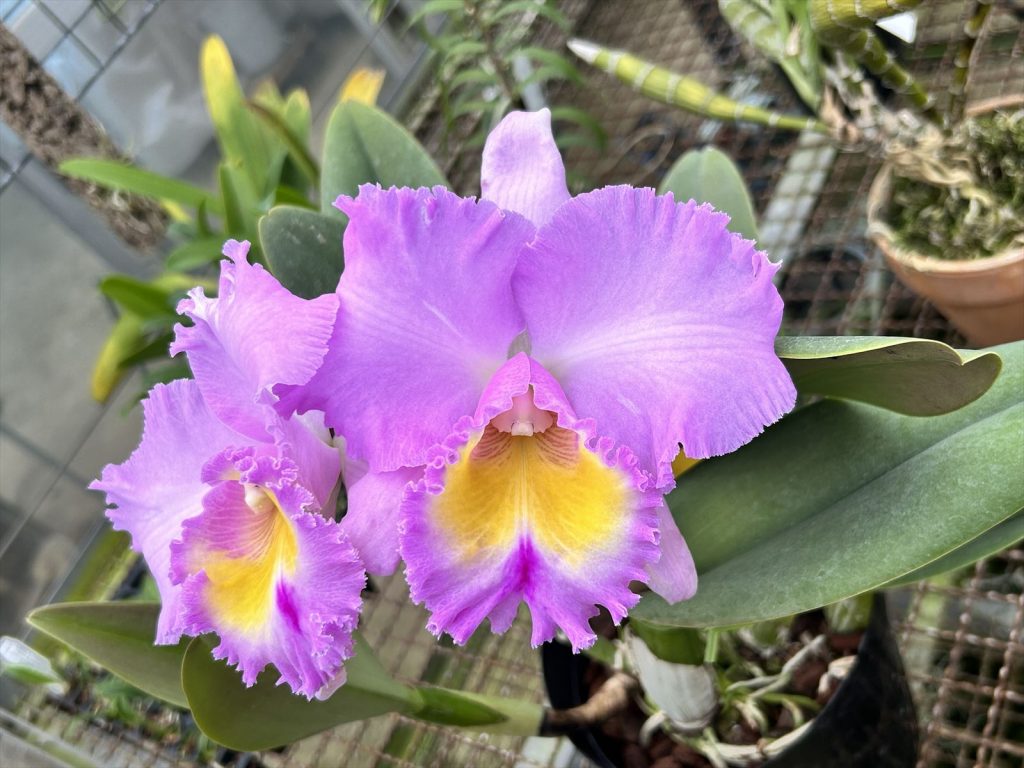 当園実生紹介－#6400 <i>Rhyncholaeliocattleya</i> Cosmo-Pameleen