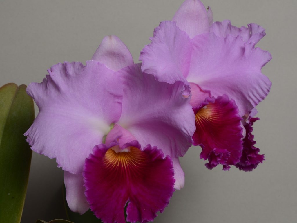 当園実生紹介－#3136 <i>Cattleya</i> Cosmo-Queen