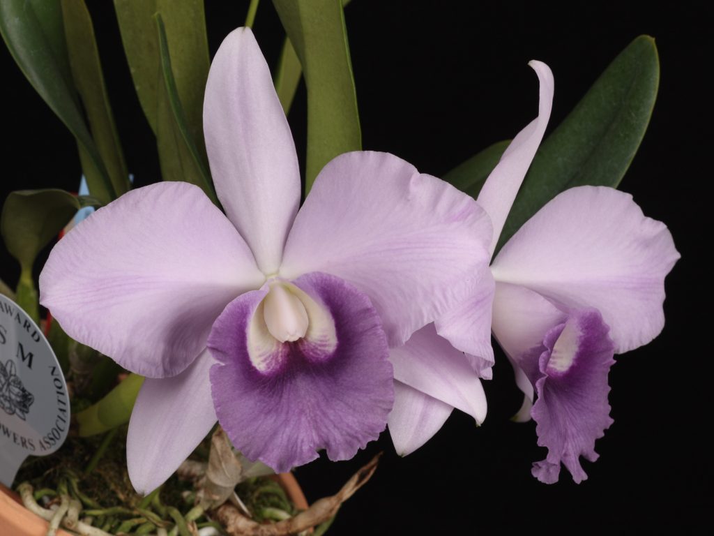 当園実生紹介－#5528 <i>Cattleya</i> Cosmo-Roebling