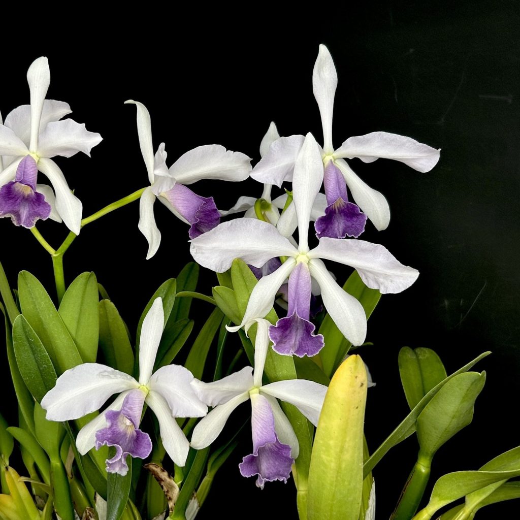Cattleya Mystery Zone ‘0001’