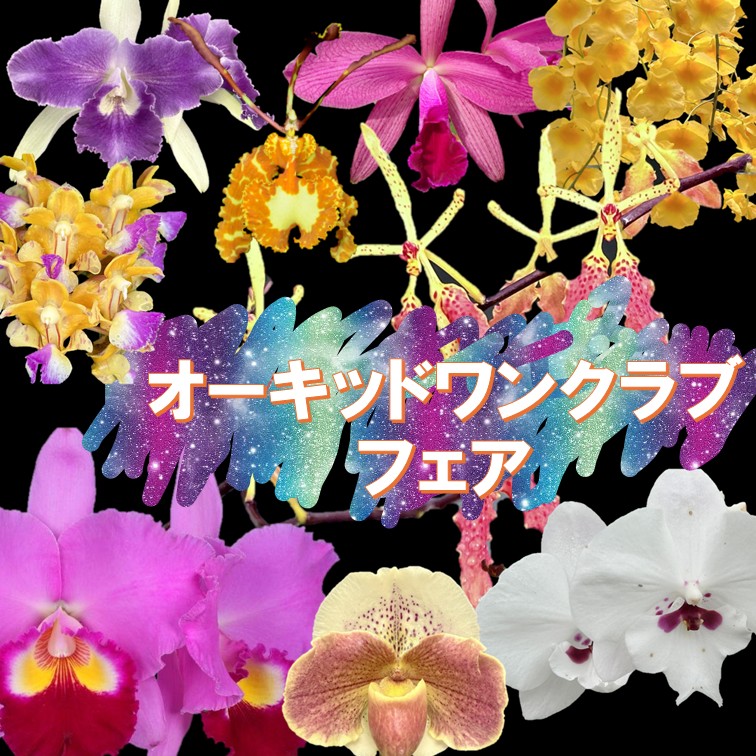 オーキッドワンクラブフェア in 博多