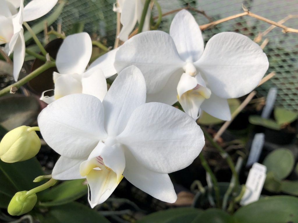 Phalaenopsis aphrodite subsp. formosanaが種として独立しました