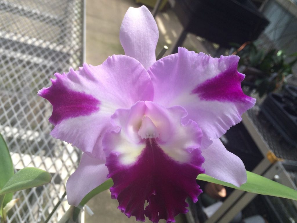 当園実生紹介－#5859 <i>Laeliocattleya</i> Seaside Parasol