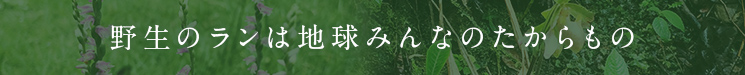 野生のランは地球みんなのたからもの