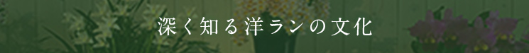 深く知る洋ランの文化